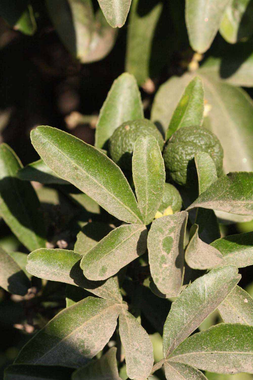              Sun leaves (Riverside, CA)       